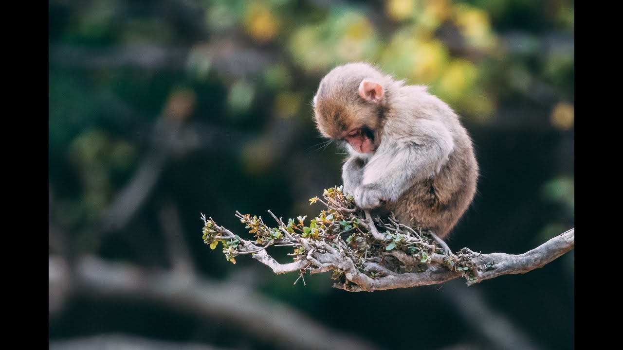monkey videos little monkey baby monkey cute monkey - Monkey Videos