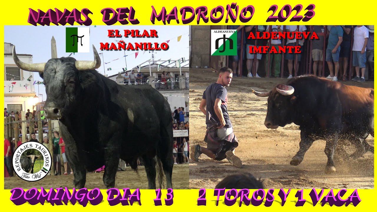 2DIA NAVAS DEL MADROÑO 1 TORO DEL PILAR Y 1 DE ALDEANUEVA Y 1 VACA DOMINGO 13 08 23 #toro #festejos
