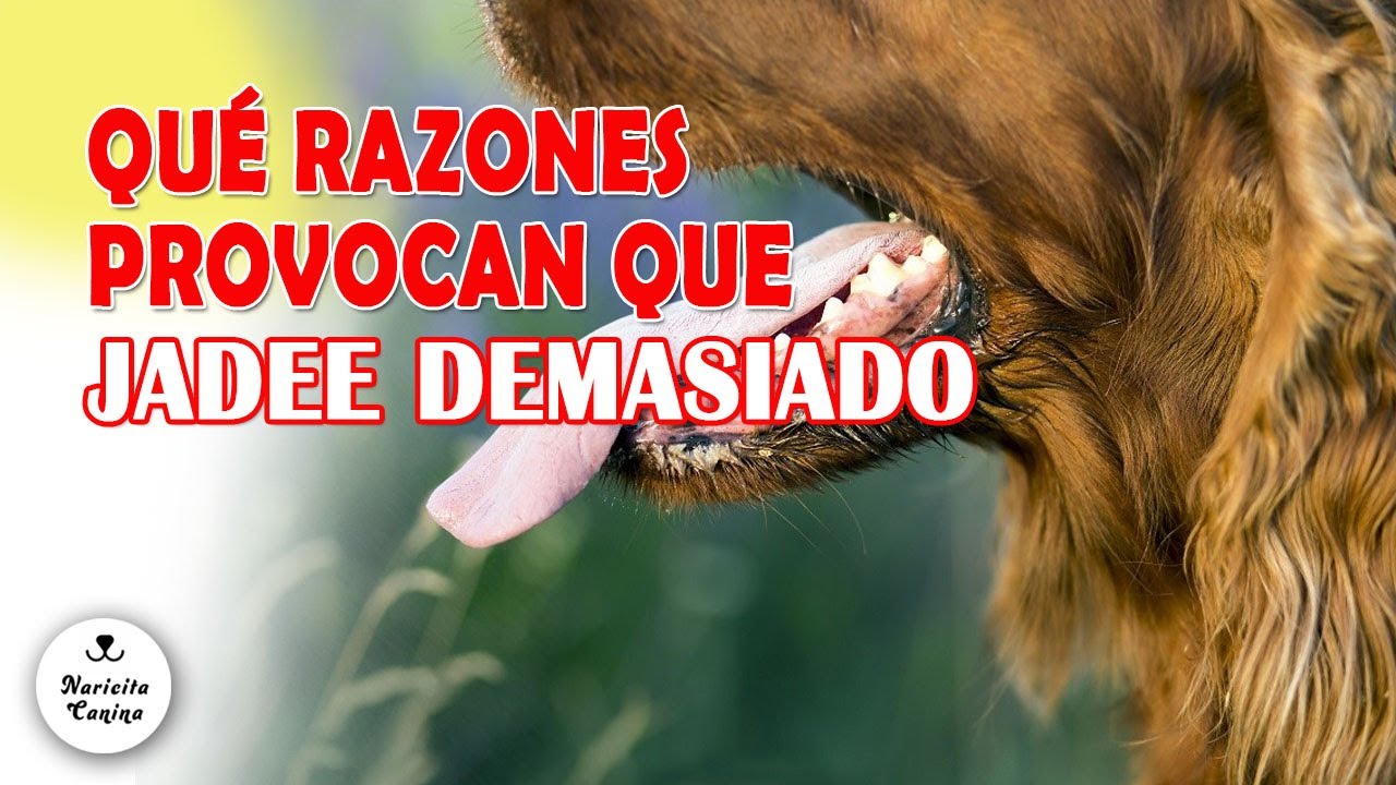 Por qu&eacute; tu perro JADEA MUCHO