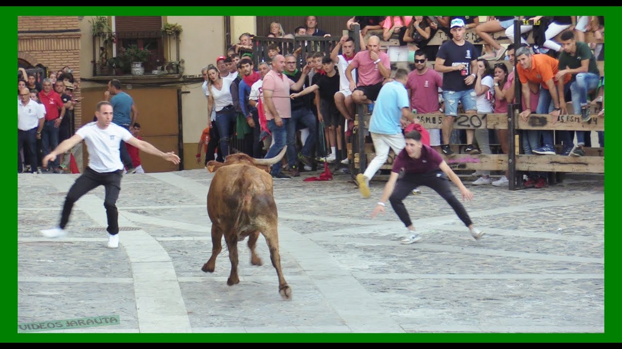 ÁGREDA ( SORIA ) TARDE VACAS EN CALLE ( SÁBADO 30 SEPTIEMBRE 2023 ) GANAD.ORO VELA