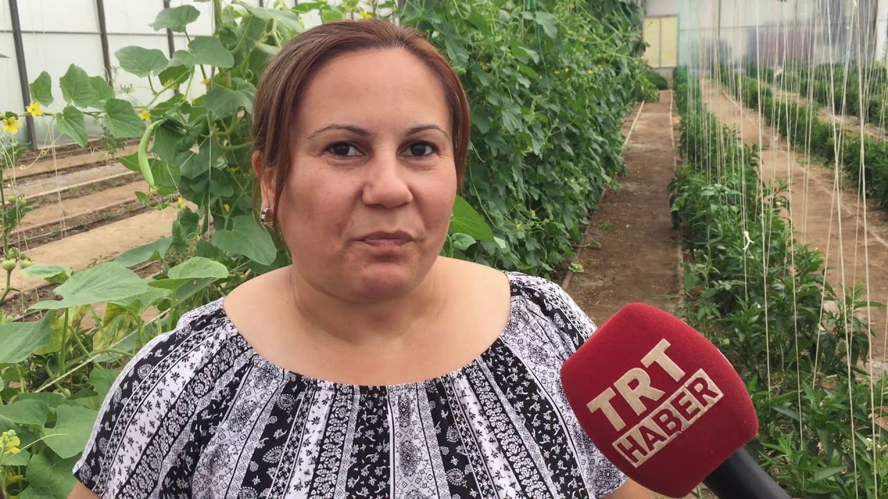 MANİSAGENÇ GİRİŞİMCİ  GÜNEY  AMERİKA'DA MEYVESİ PEPİNO'YU MANİSA'DA ÜRETTİ