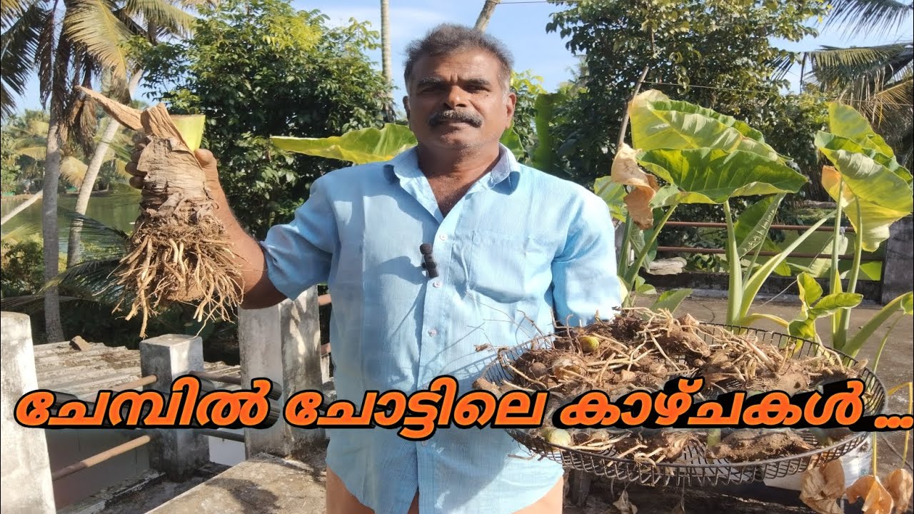 ടെറസ്സിലെ ചേമ്പിൻ്റെ വിളവെടുപ്പ് ........