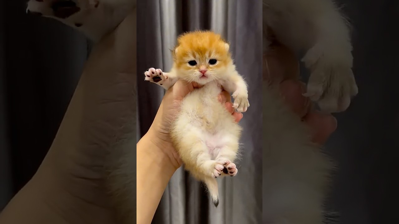 🐶Proof Cats and Dogs Are Secret Comedians😾#funny #funnycatanddog #funnyanimalvideosshorts