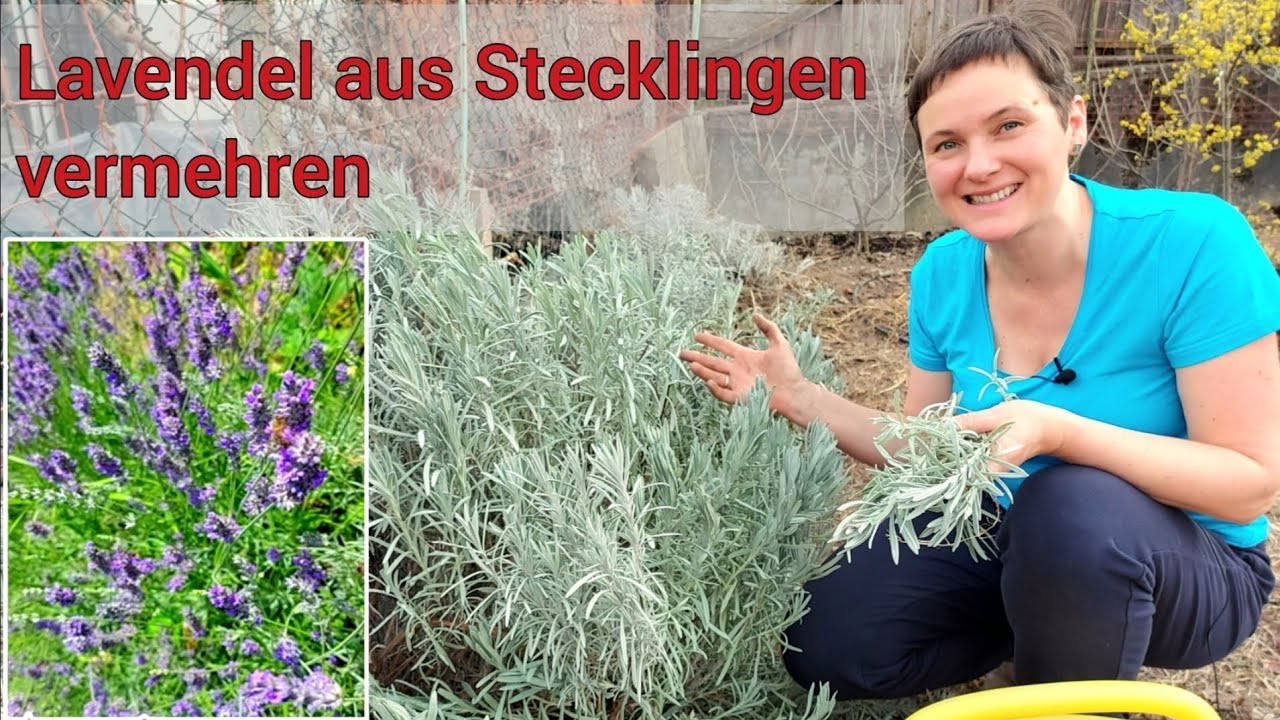 2 Arten vegetativer Vermehrung | Lavendelstrauch verpflanzen | Lavendel durch Stecklinge vermehren