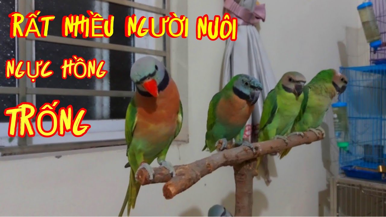 Tại Sao Vẹt Ngực Hồng Trống Nhiều Người Mê Vậy? Chúng Có Những Điểm Gì Nổi Bật?