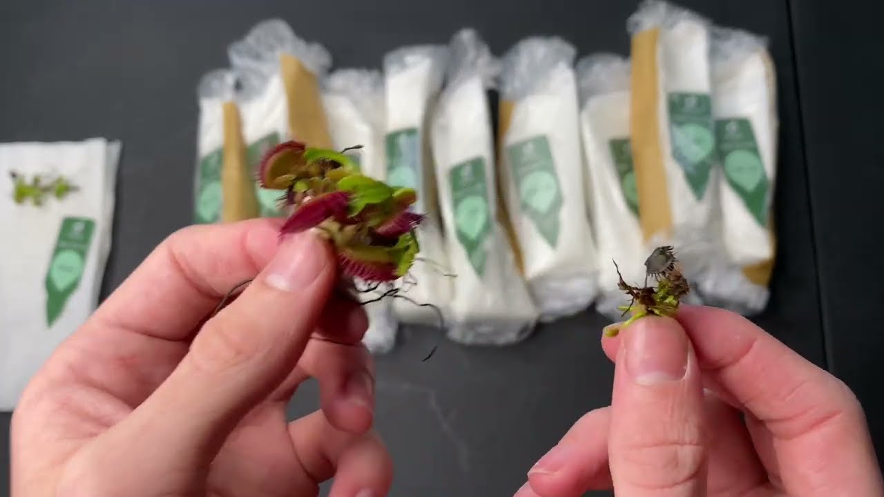10+ Carnivorous Plants from Diflora - Unboxing and Review