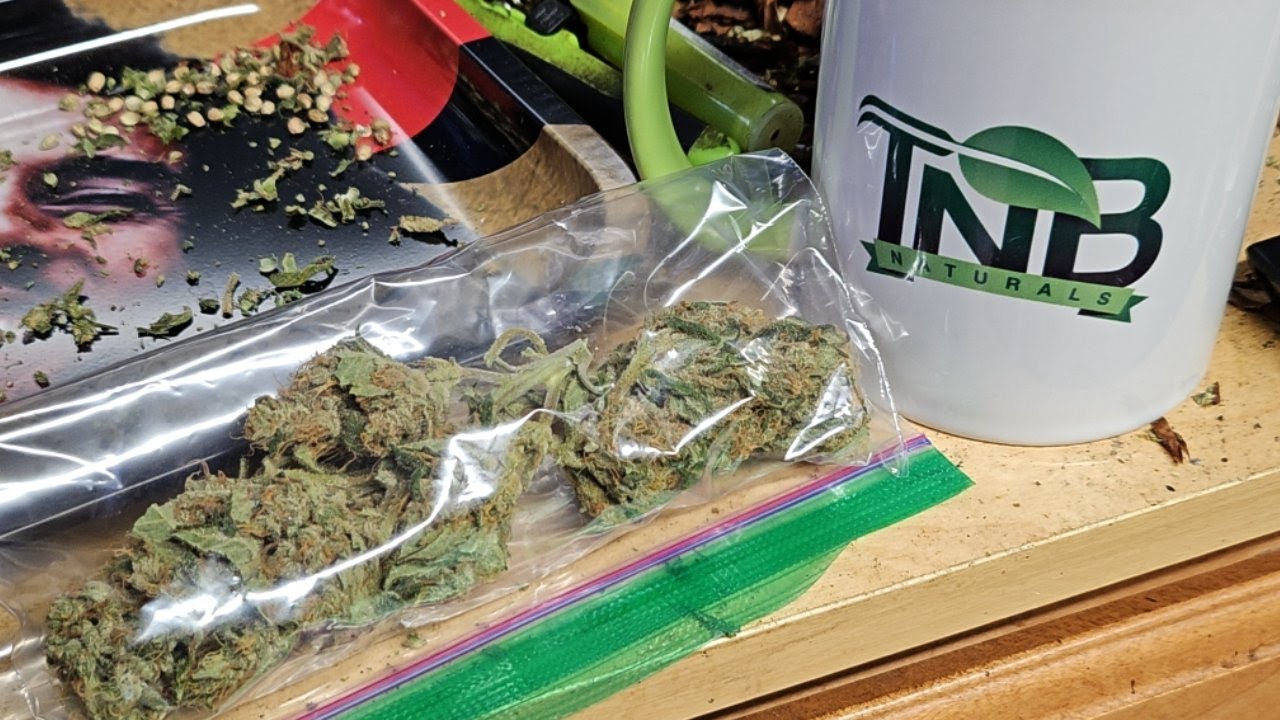 How Do Buds Grown In The AirCube Turn Out?