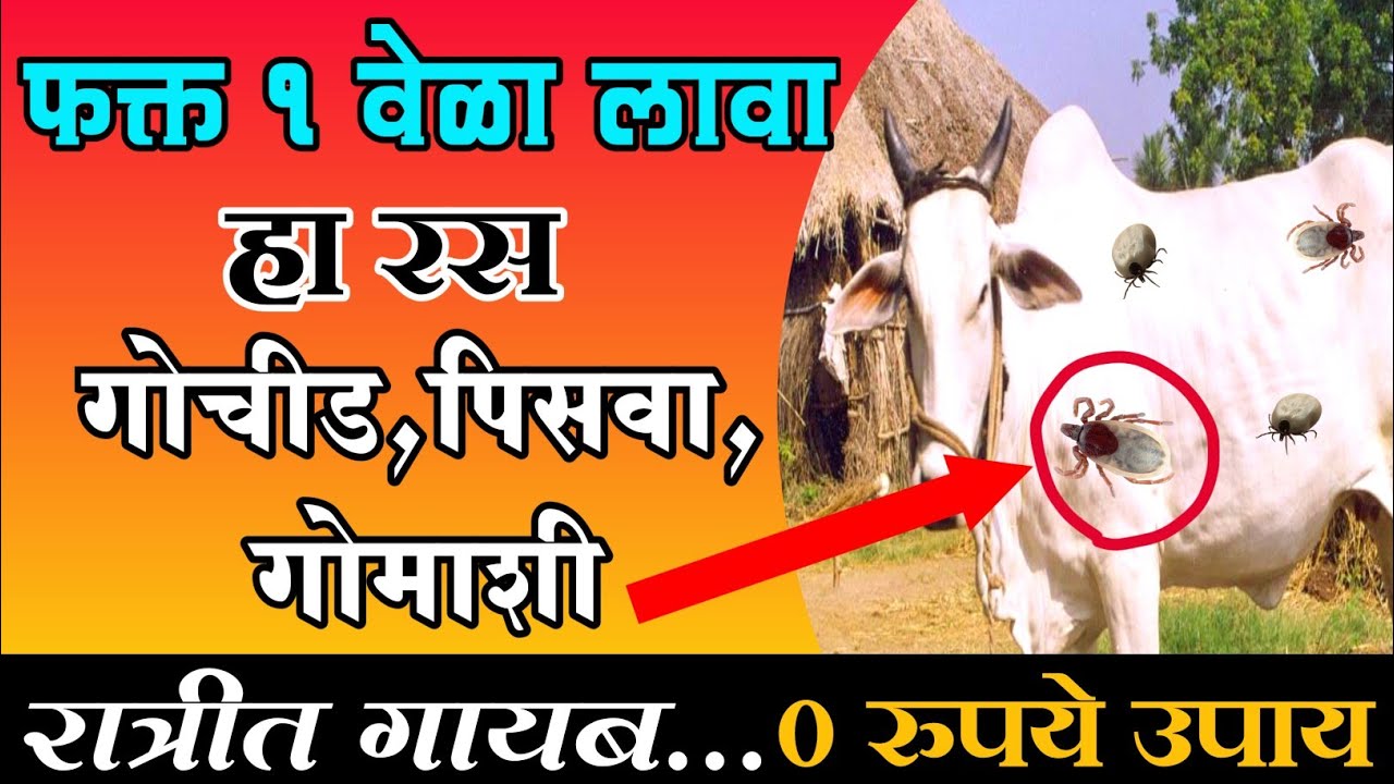 गोचीड नष्ट करण्याचे उपाय || gochid marnysathi upay || gochid nast karnyache gharguti upay