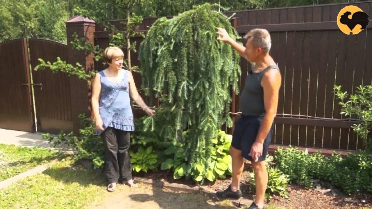 Лиственница в саду.Ландшафтные хитрости 83