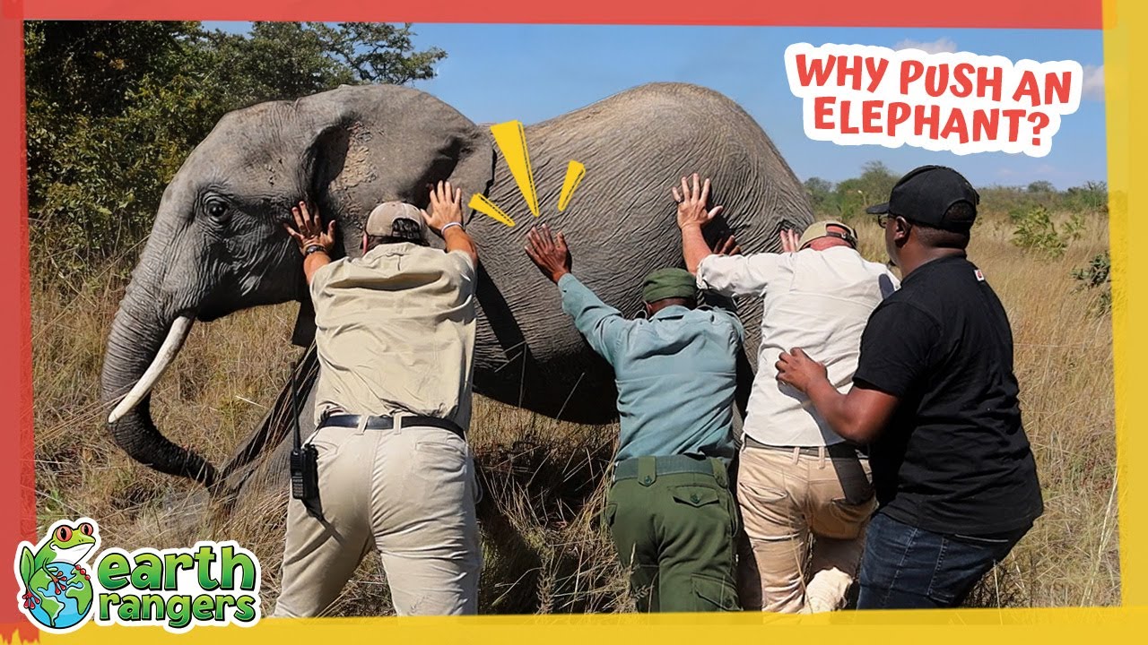 They Need to Push That Elephant Over…But Why? | Earth Rangers