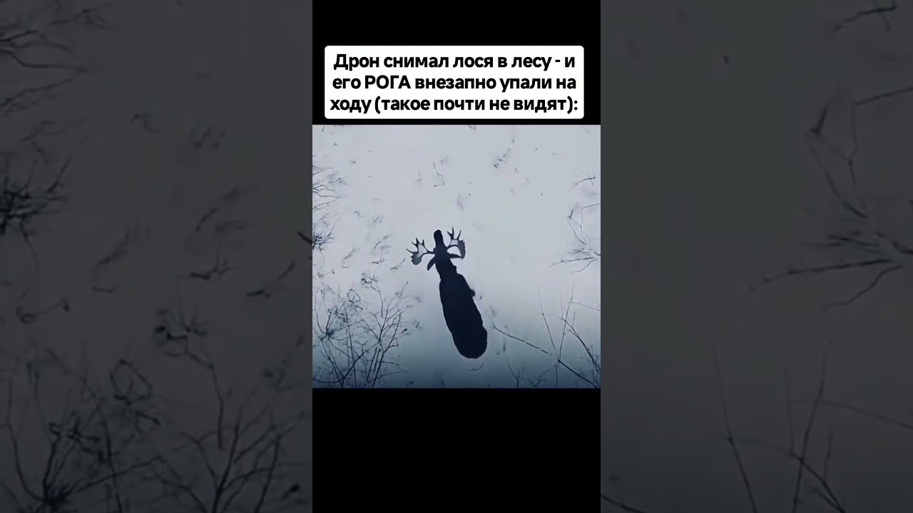 👉Дрон снимал лося в лесу - и его РОГА внезапно упали на ходу (такое почти не видят):