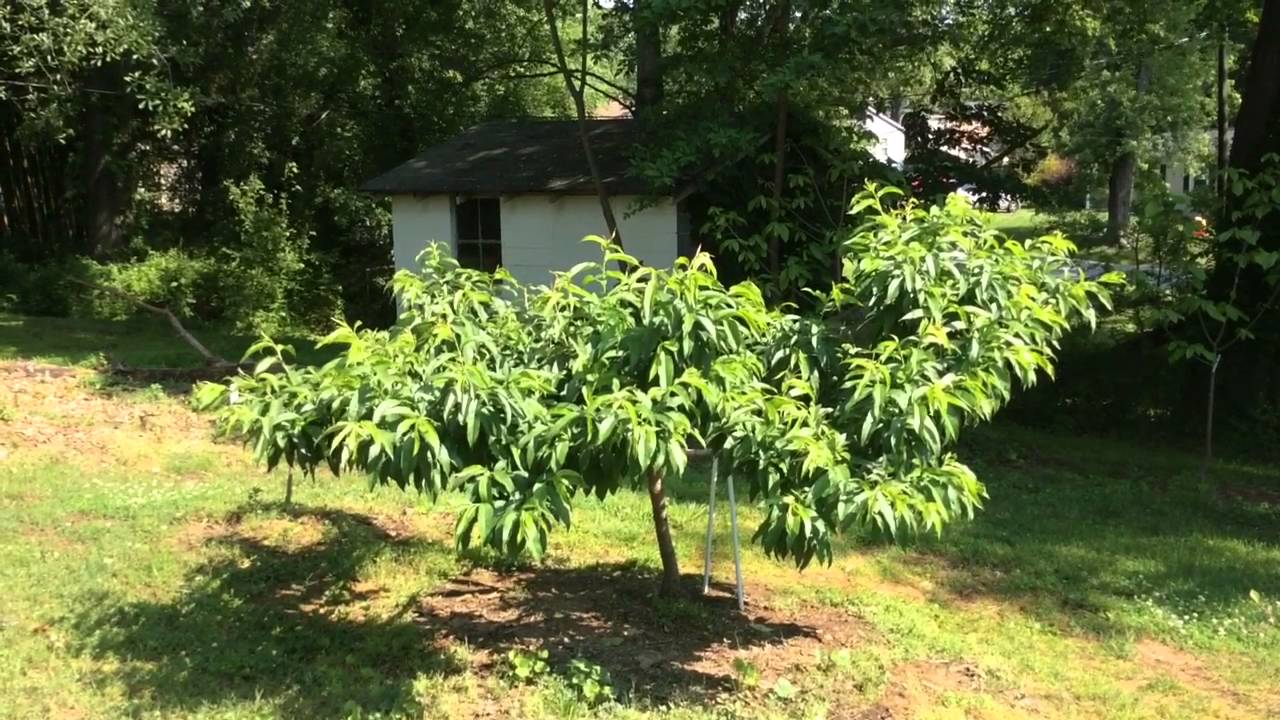Intro to Belle of Georgia Peach Tree