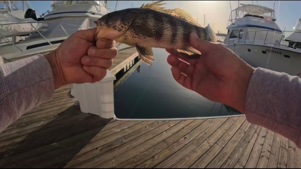 Fishing NH: Spotted bay bass action - 3 days of releases