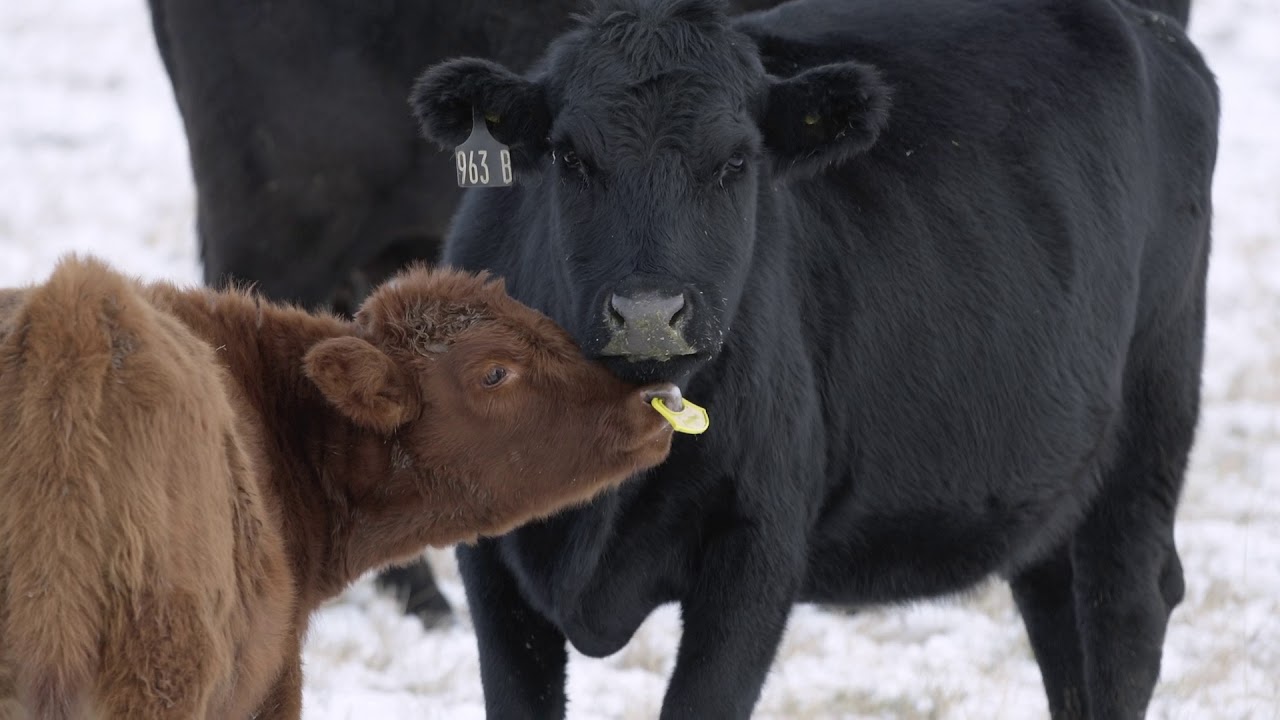 Quietwean: Healthy Calves