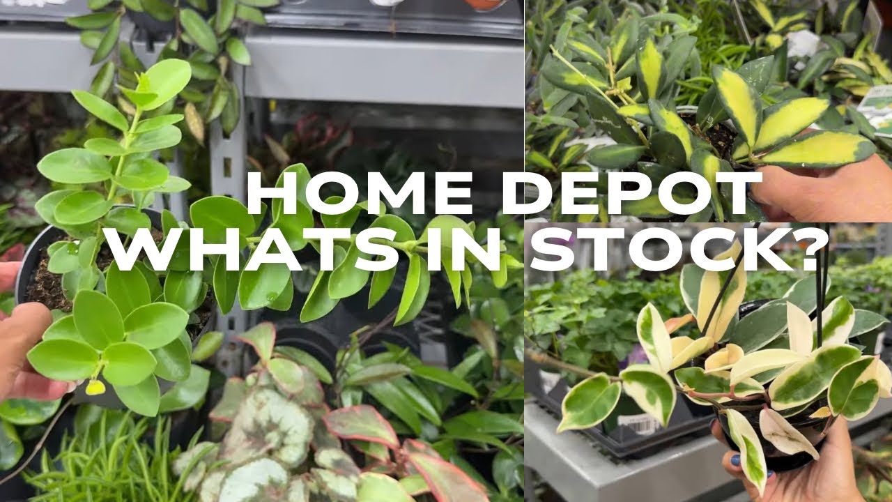 Home Depot Plant Shopping