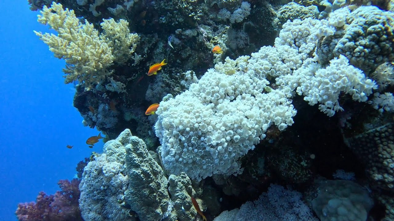 Diving in Egypt near Tiran island, Thomas reef