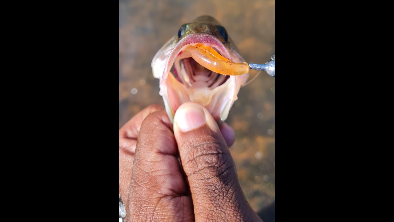 Fishing Hazelmere Dam. Soft Plastics