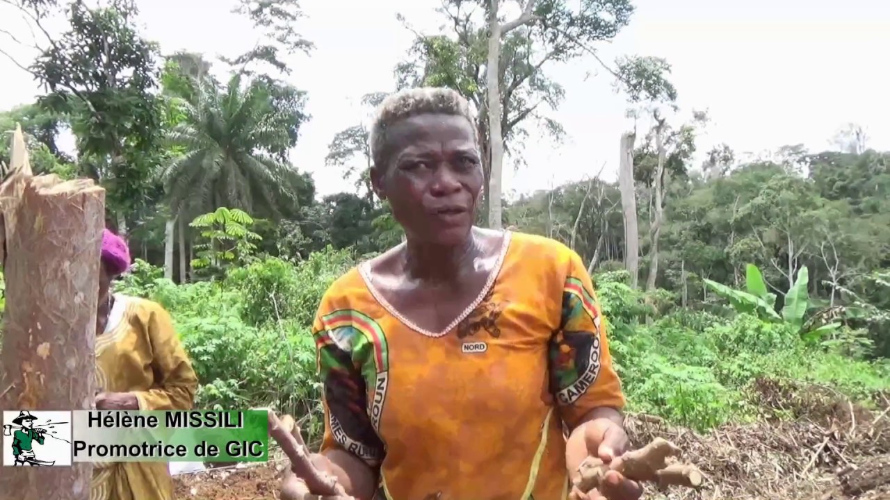 Cultiver le manioc