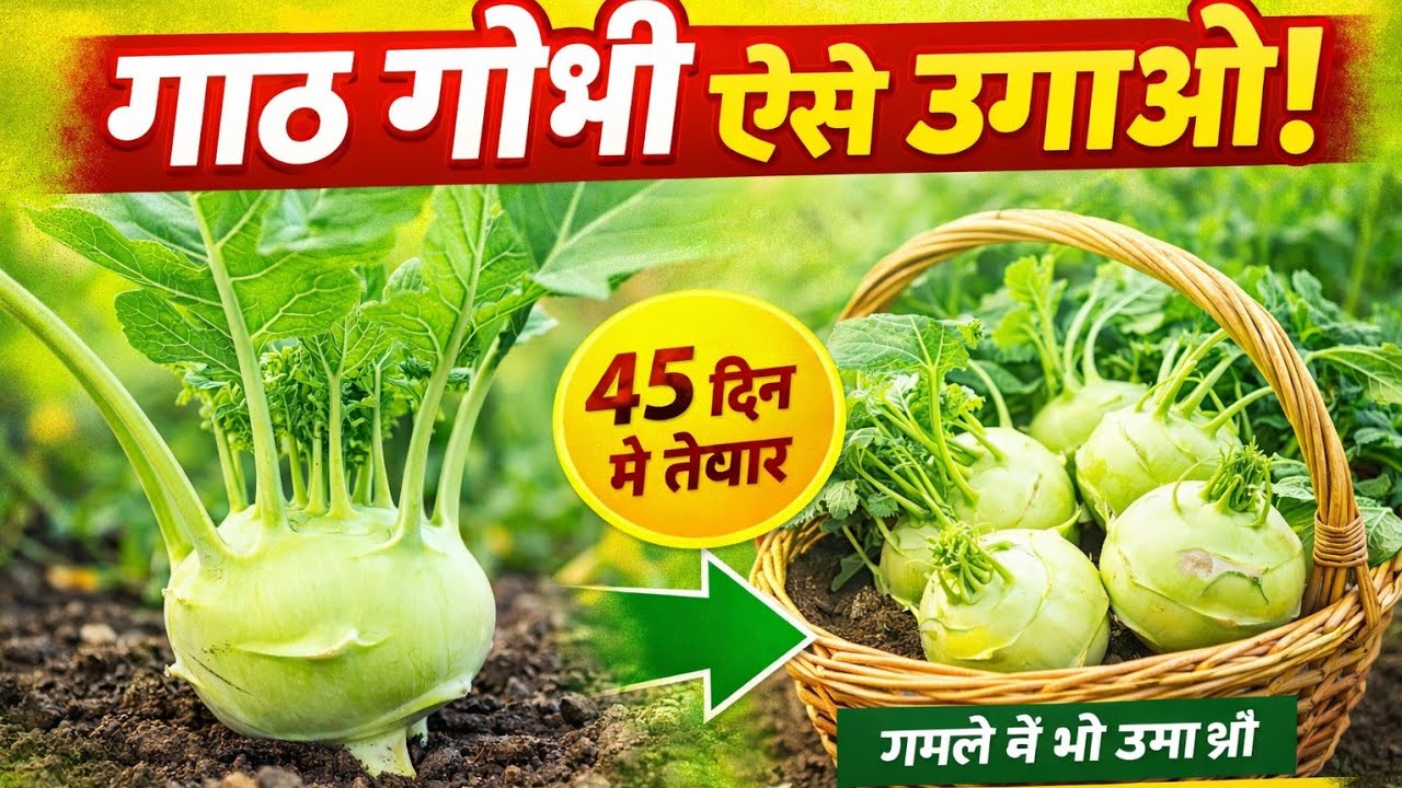 #gardening #ihavethisthingwithplants #trending  गार्ड गोबी