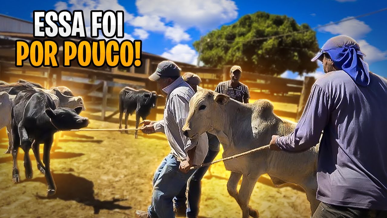 FECHAMOS O GADO NO CURRAL