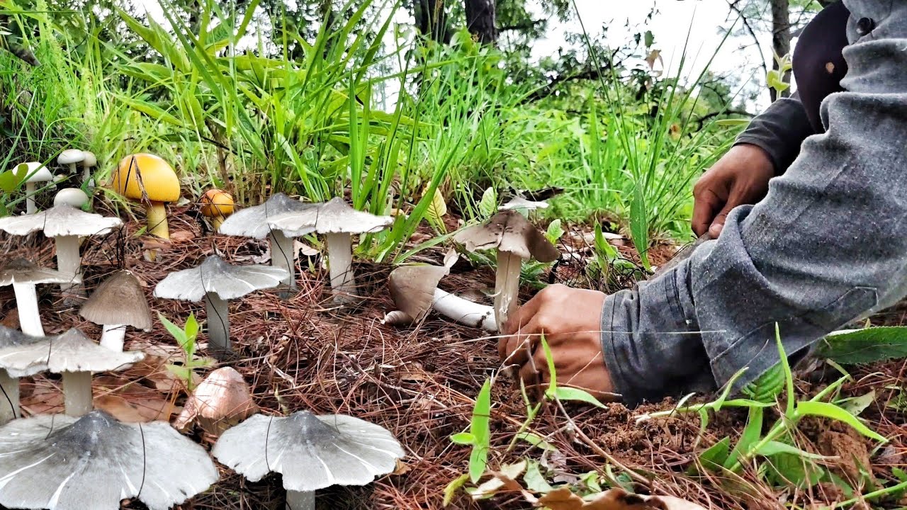 Mushroom Foraging 🍄 | Termite Mushroom | Foraging Wild Mushrooms | Ep-02