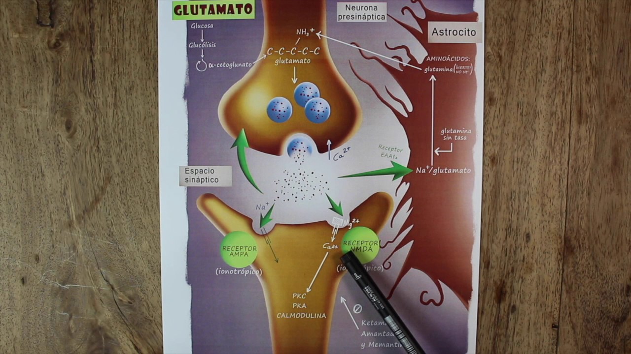 NEUROTRANSMISOR GLUTAMATO