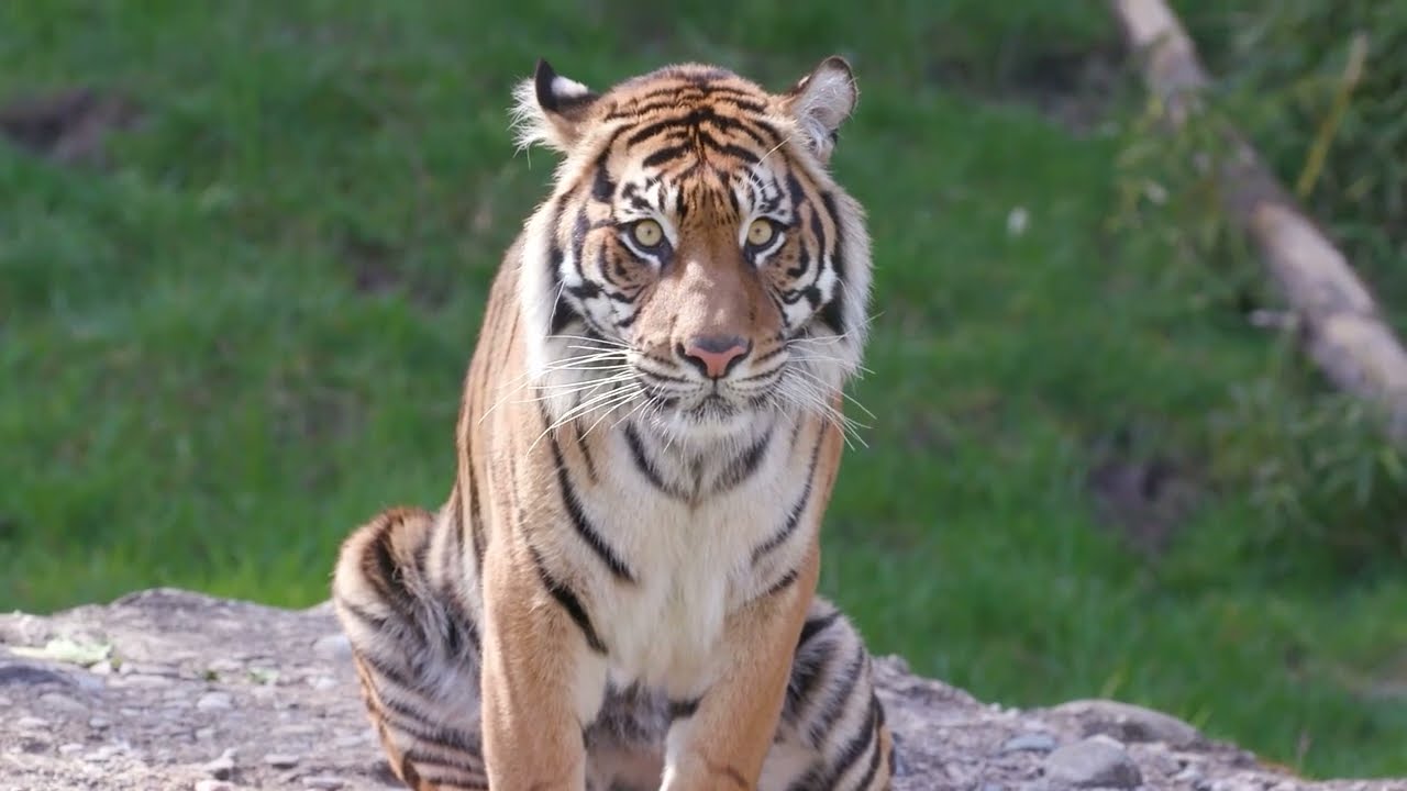 International Tiger Day with ambassadors Kali and Indah