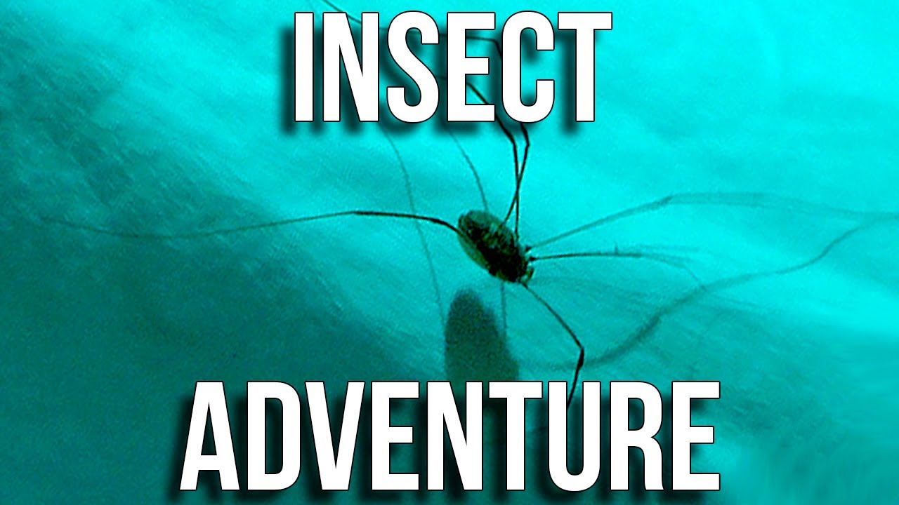 Insect Adventure, Part One