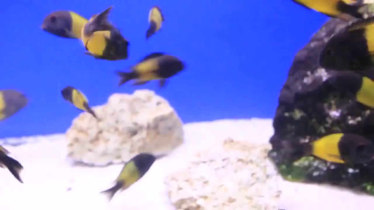 Трофеус икола (Tropheus moorii Ikola)