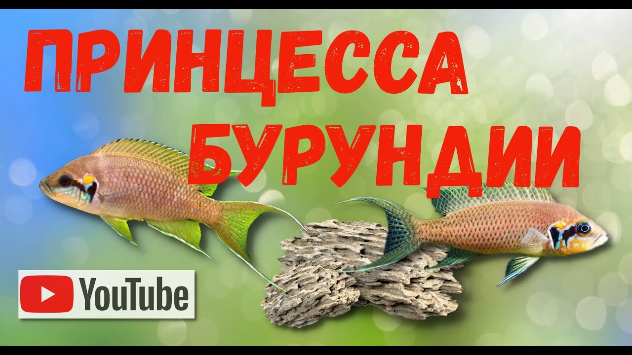 Знакомство с Neolamprologus brichardi