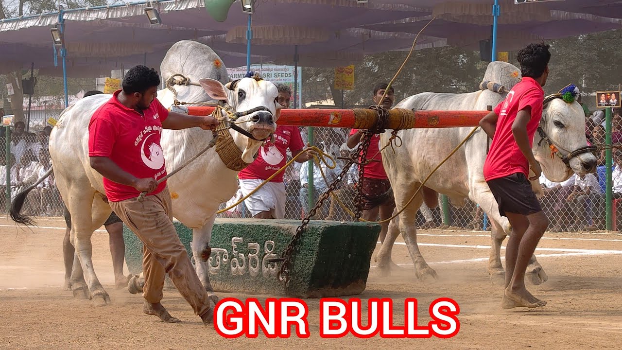 2026-రెంటచింతల.సీనియర్స్.1వ జత.GNR BULLS గోటికే ఎత్విక్ రెడ్డి దినేష్ రెడ్డి జిల్లెల్ల గ్రామం