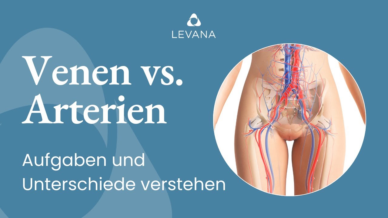 Venen vs. Arterien: Aufgaben und Unterschiede im menschlichen K&ouml;rper enth&uuml;llt!