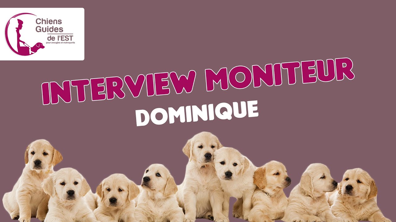 Interview Dominique - Moniteur de chiens guides d'aveugles
