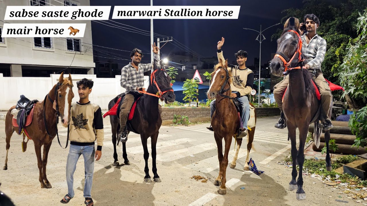 Marwari horses mair & Stallion Horses | saste ghode good condition | in Hyd 