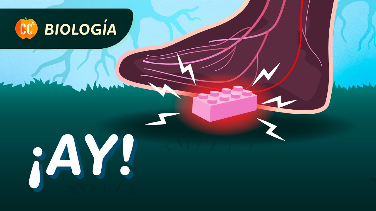 ¿Qué pasa cuando pisas un LEGO?: Sistema nervioso y sistema endócrino: Crash Course Biología #46