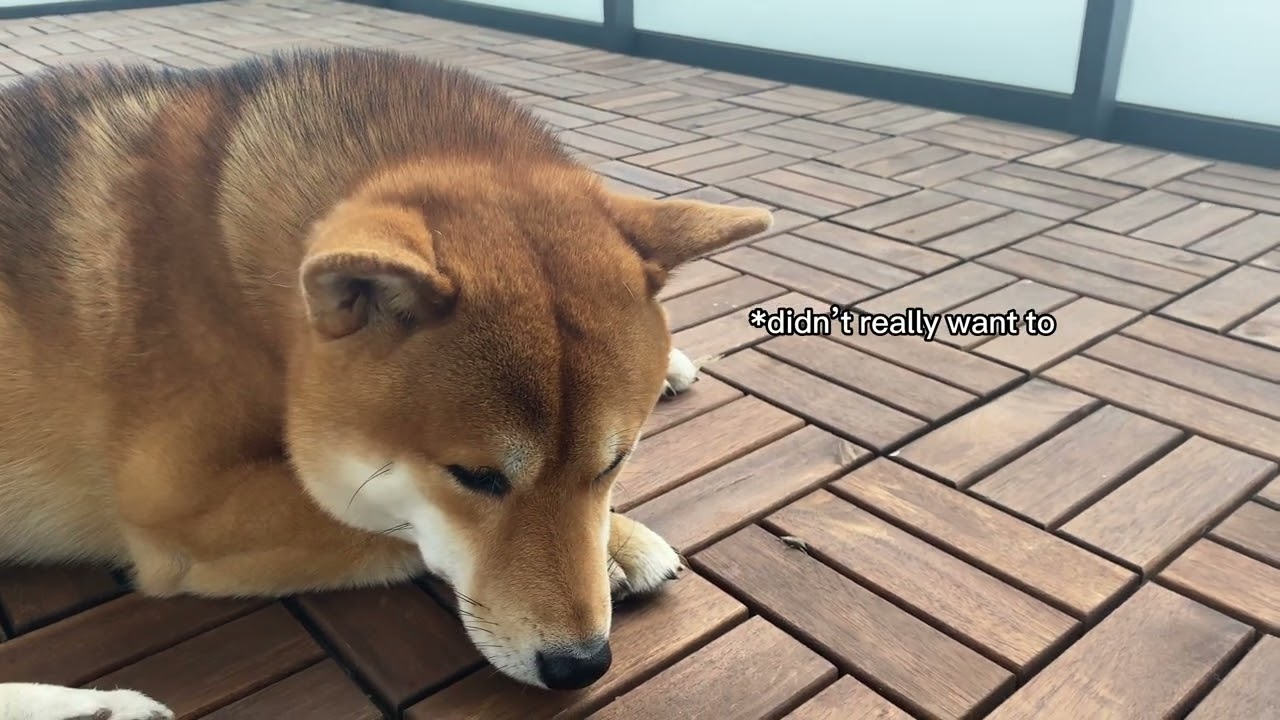 SHIBA INU'S MORNING ROUTINE | DOG ROUTINE