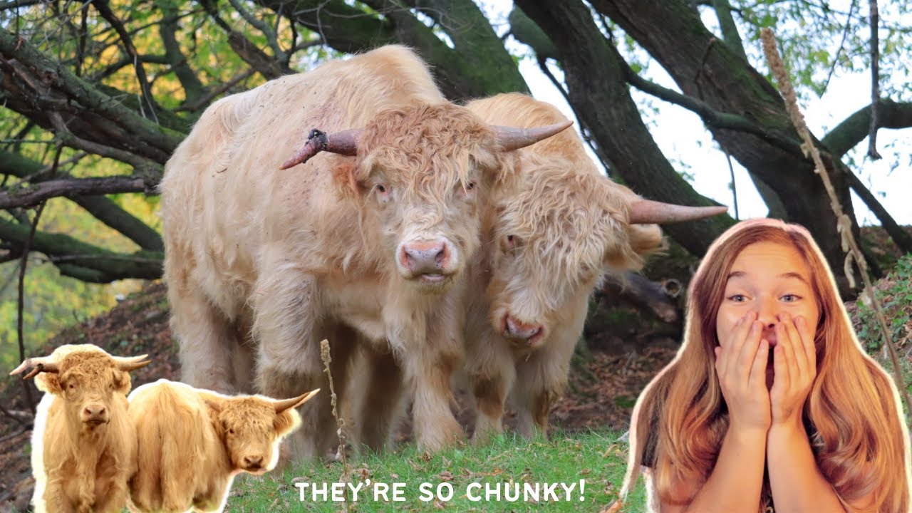 Getting HIGHLANDER BULLS for my Birthday!