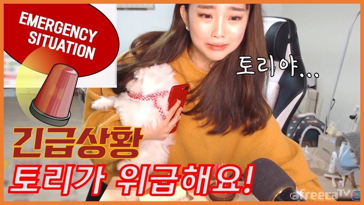강아지 키우시는 분들은 꼭 보세요.