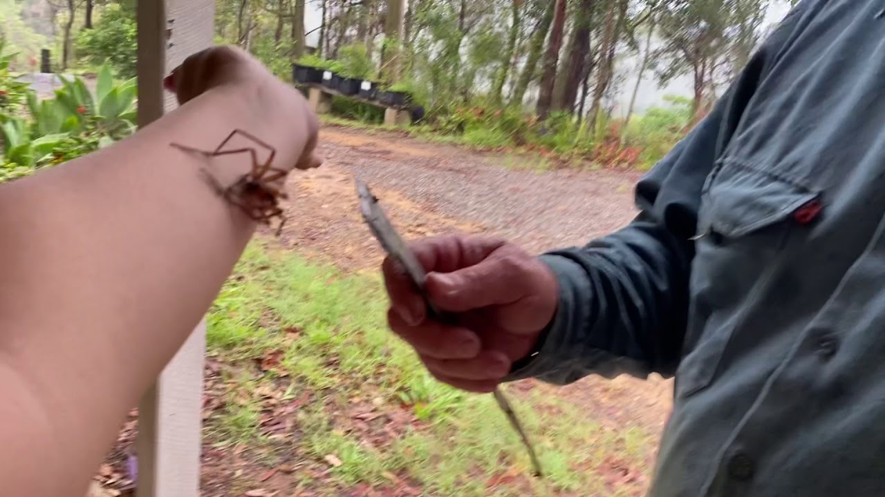 Friendly huntsman spider