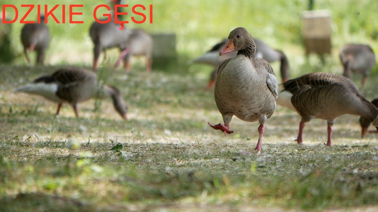 Dzikie gęsi
