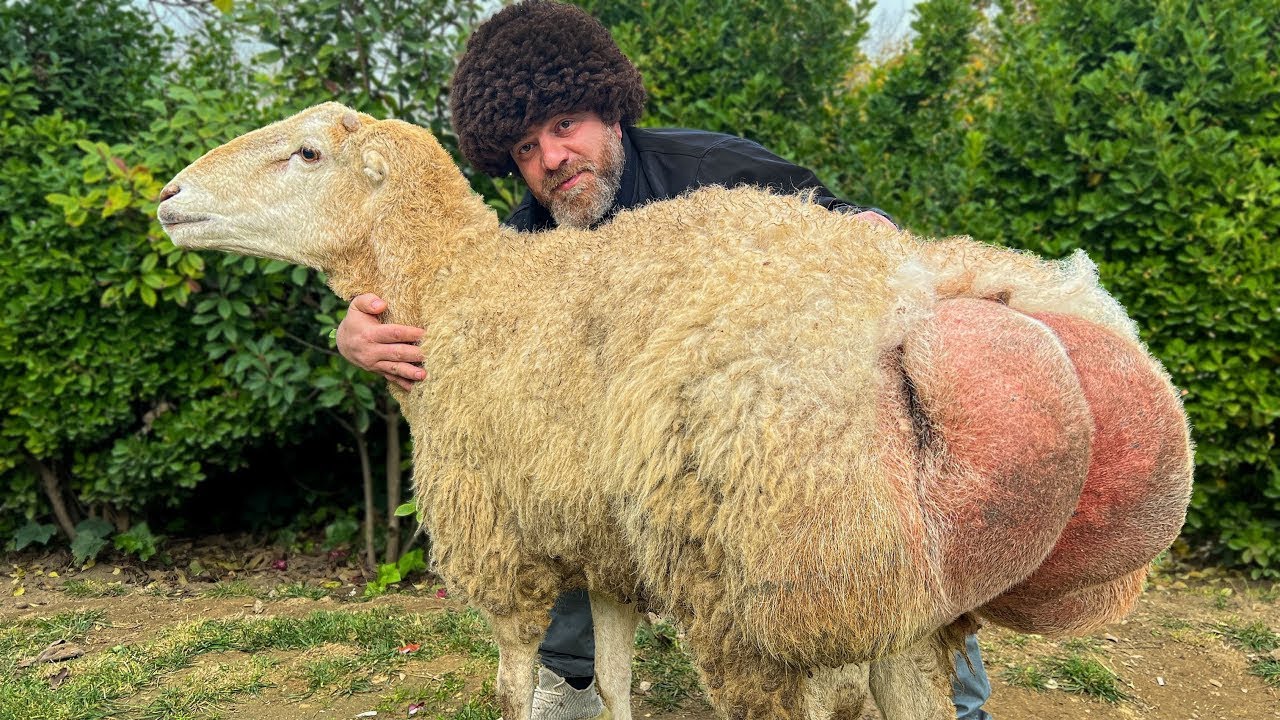 Wybierz najgrubszą jagnięcinę i ugotuj ją! Rzeź Całego Baranka