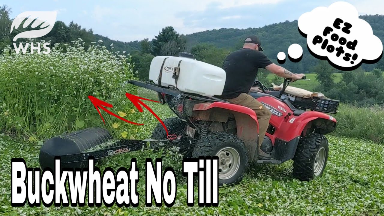 Buckwheat No Till Food Plot Smashdown