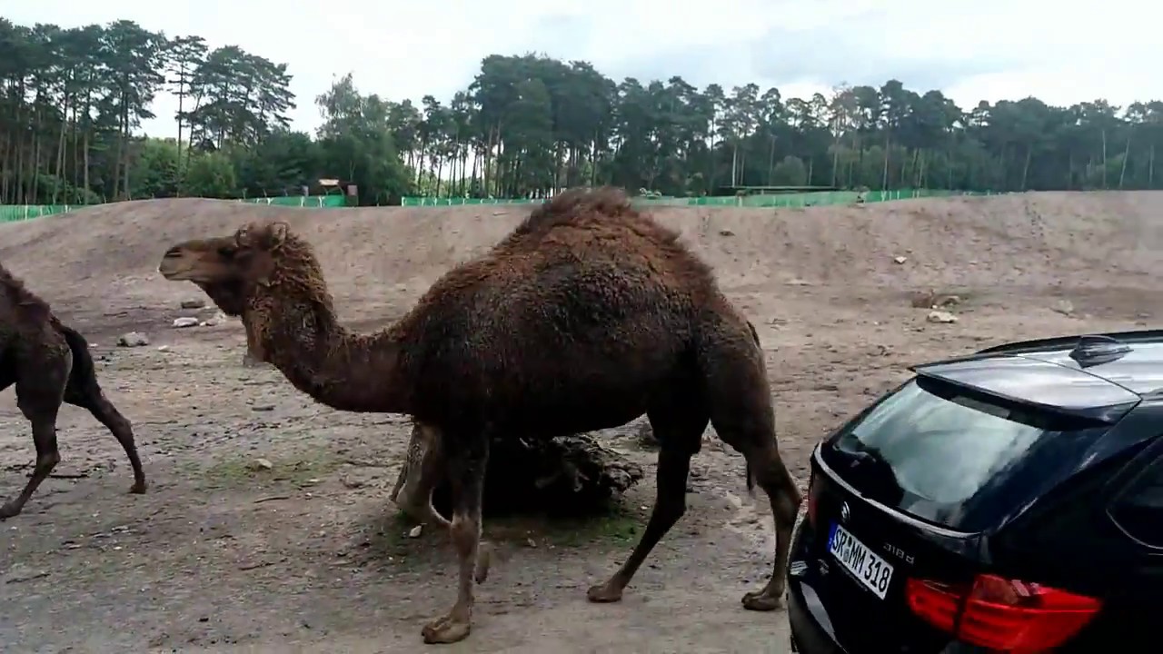 Serengeti - park المنتزه سيرينجيتي - المانيا