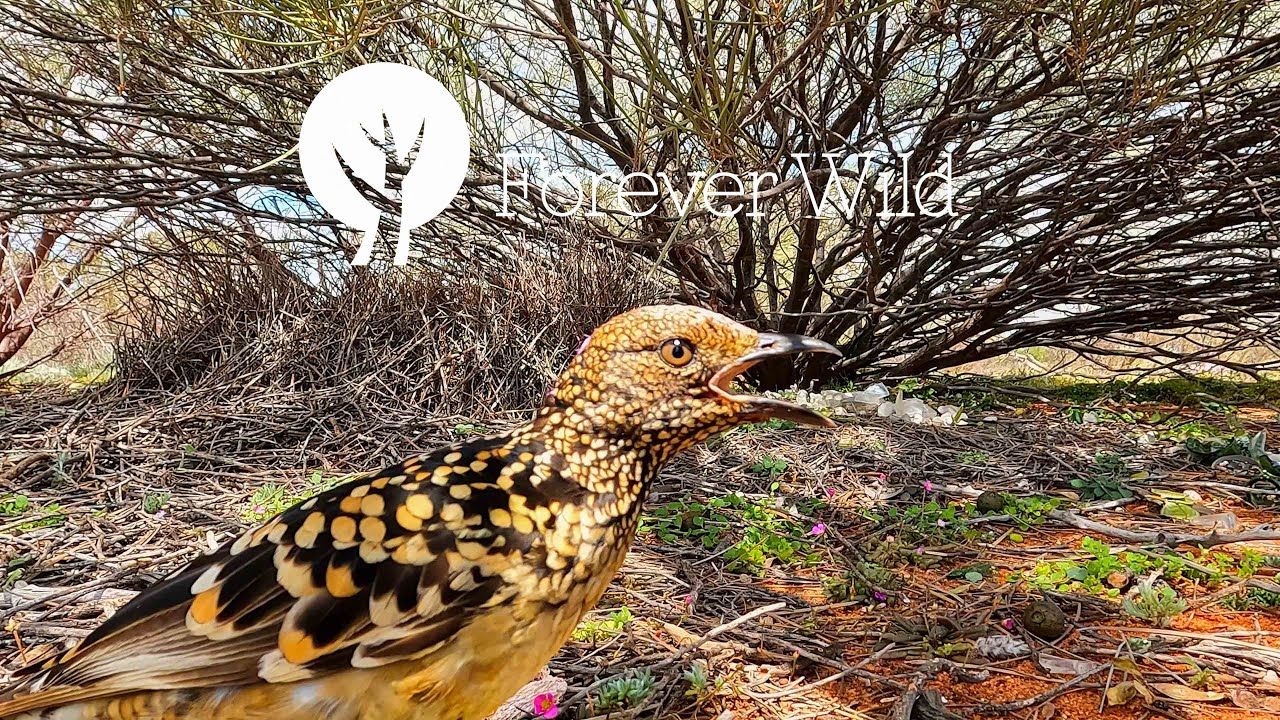 A male Western Bowerbird in his bower
