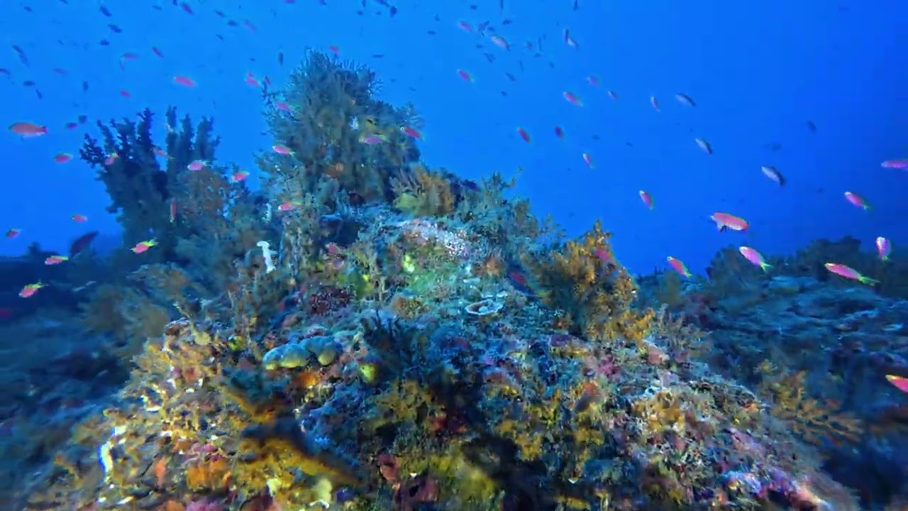 Scuba Diving Mauritius  Reginald  15 February 2026  67 m
