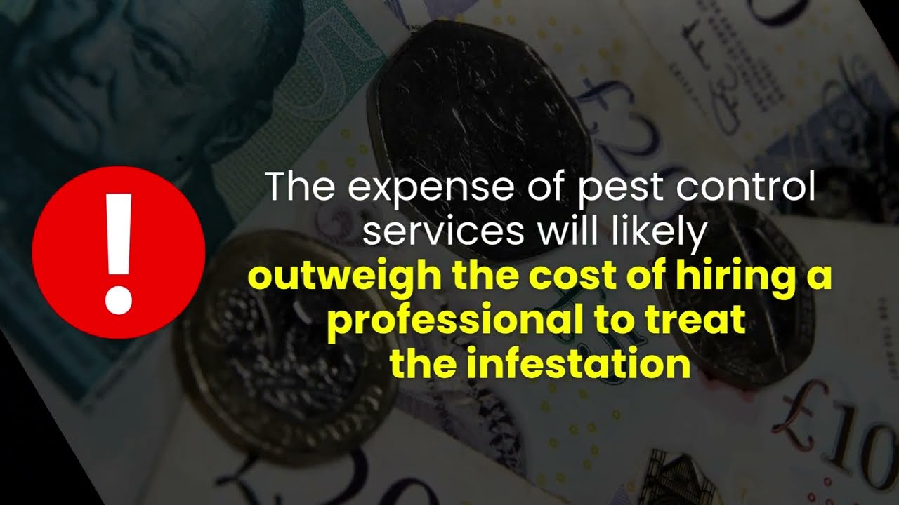 Why Your Shop Needs Pest Control | The Pest Experts Ayrshire