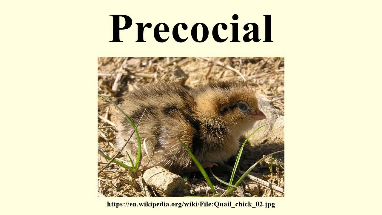 Precocial