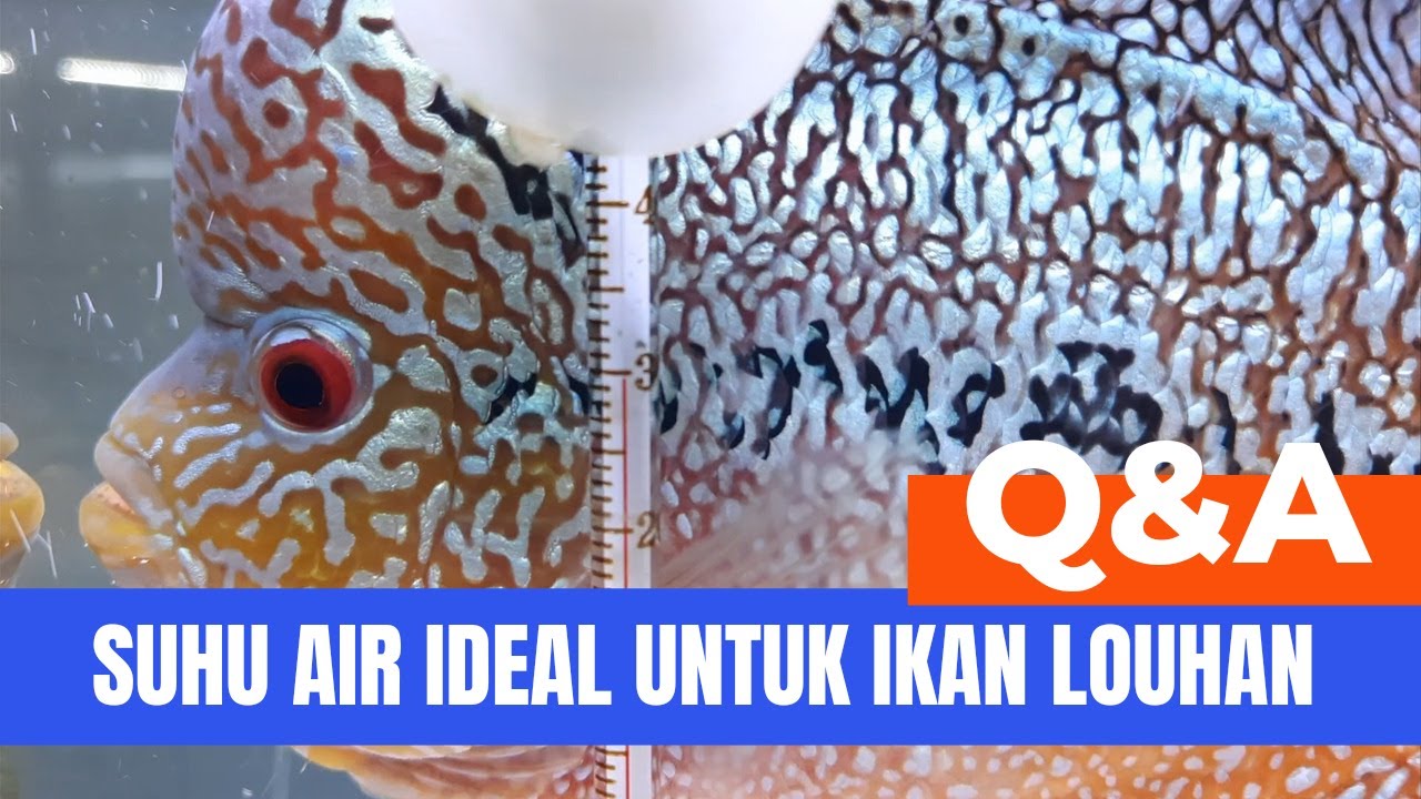 TIPS & TRICKS || SUHU AIR IDEAL UNTUK IKAN LOUHAN