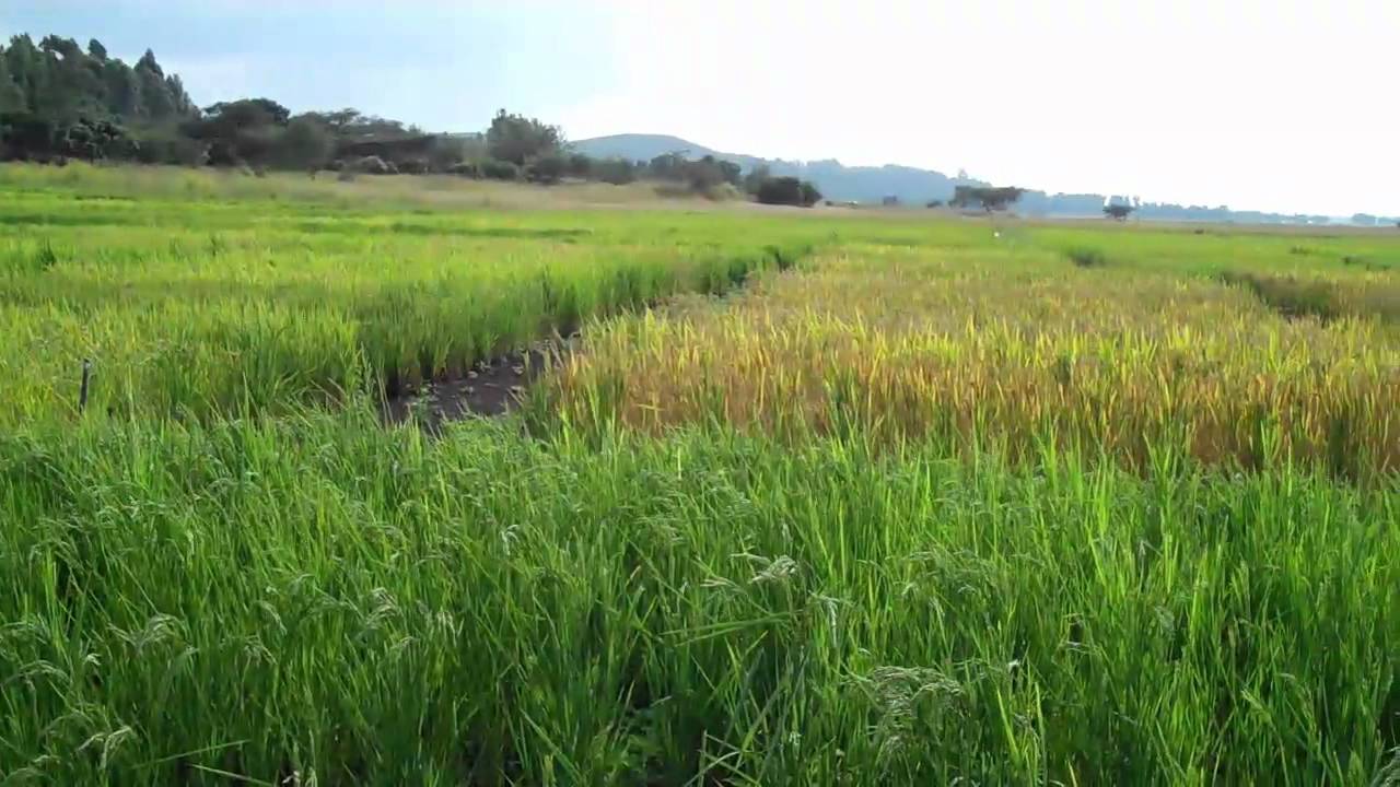 Rice: Ethiopia's Millennium Crop