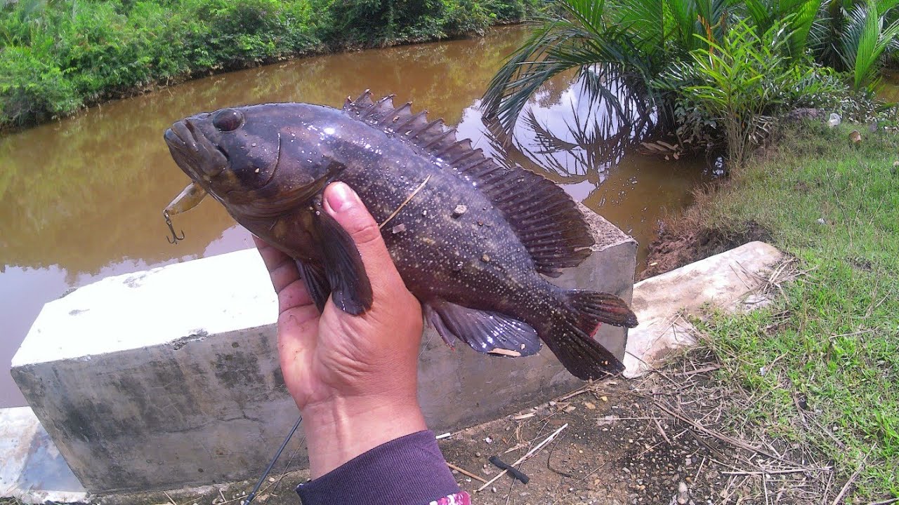 CASTING IKAN KERAPU